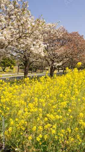 Field of yellow flowers