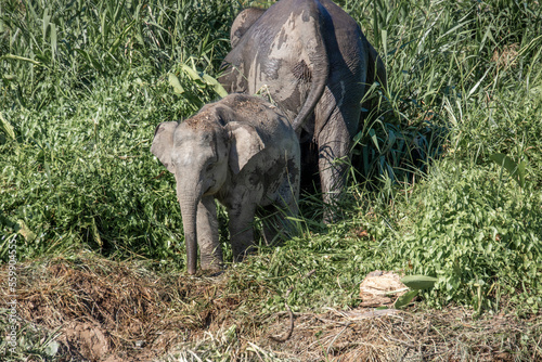 Endangered pygmy elephant small elephant species from Borneo