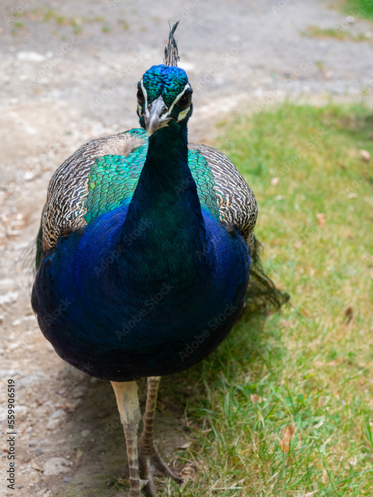 Fototapeta premium Peacock Bird