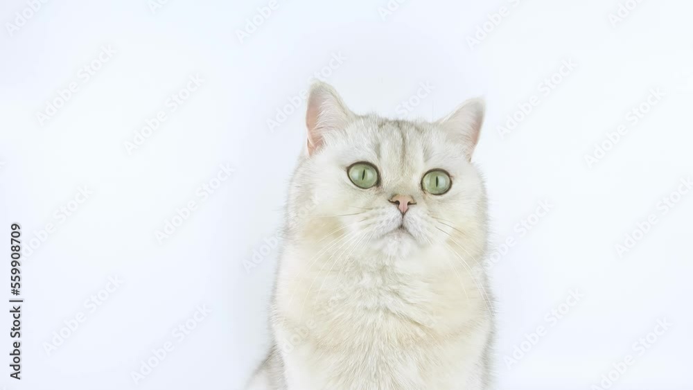 Beautiful white British shorthair cat with green eyes sits on a white background in the studio