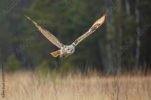 Bubo bubo sibiricus, Siberian eagle-owl, Výr velký západosibiřský. Autumn scene with Big Eastern Siberian Eagle Owl in the forest. 