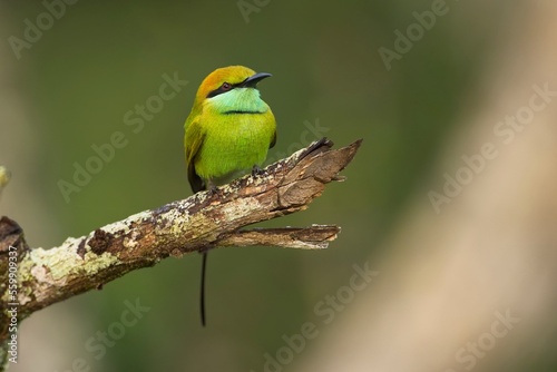 Vlha proměnlivá (Merops orientalis) Green bee-eater, sitting on the branch at Wilpattu park Sri Lanka © Miroslav