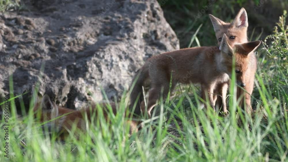 Red Fox Young Pups are playing in the grass near the burrow. Vulpes vulpes. Red Fox Young Pups are playing in the grass near the burrow. Vulpes vulpes.