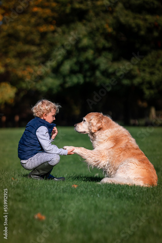Little boy playing and training golden retriever dog in the field in summer day together. Cute child with doggy pet portrait at nature