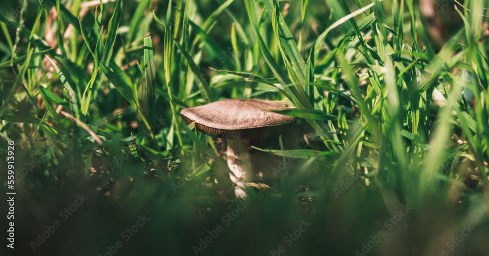 mushroom hiding in the grass mushroom hiding in the grass
