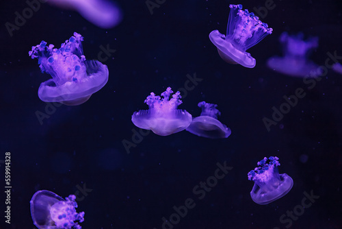 macro shooting under water mediterranean jellyfish