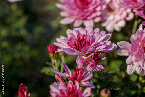 beautiful chrysanthemum flower bushes pink colors