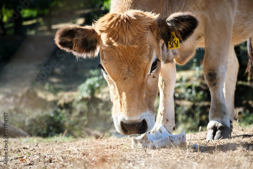 Veau Aubrac