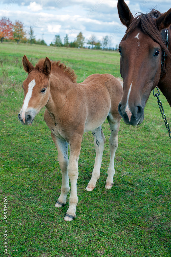 brown mare with foal in the mountains on a beautiful sunny day