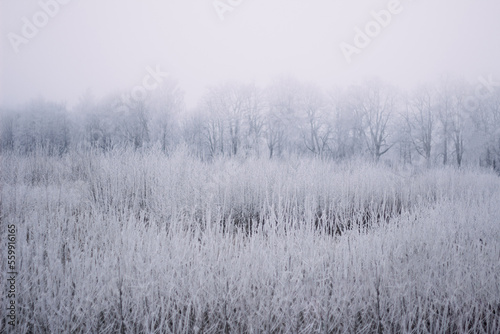 Frost covered bushes in a foggy winter evening