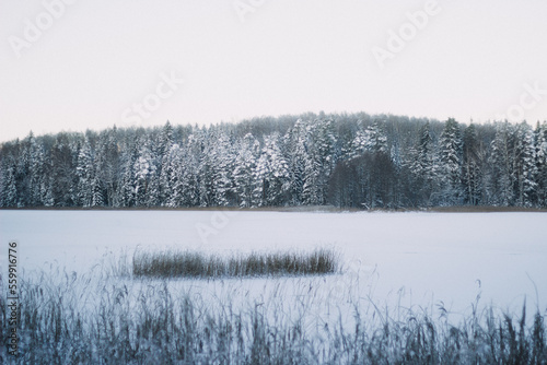 Wallpaper Mural Snowy winter landscape of Vaidava lake in Latvia, with reed on ice and pine trees in background Torontodigital.ca