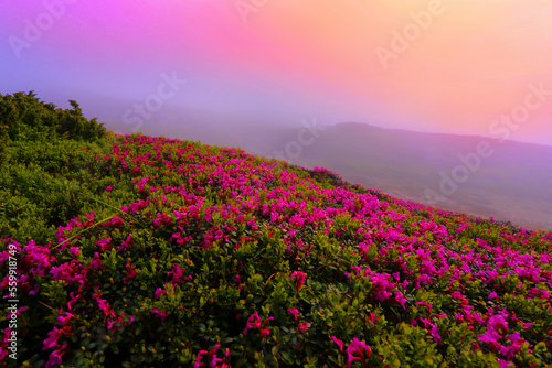 blooming pink rhododendron flowers, amazing panoramic nature scenery., Carpathian mountains, Ukraine, Europe..exclusive -this image is sold only on Adobe stock © Rushvol