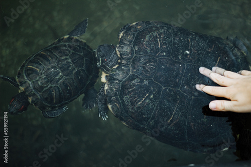Obraz na plátně Hand touching two red eared turtles swimming in a pond