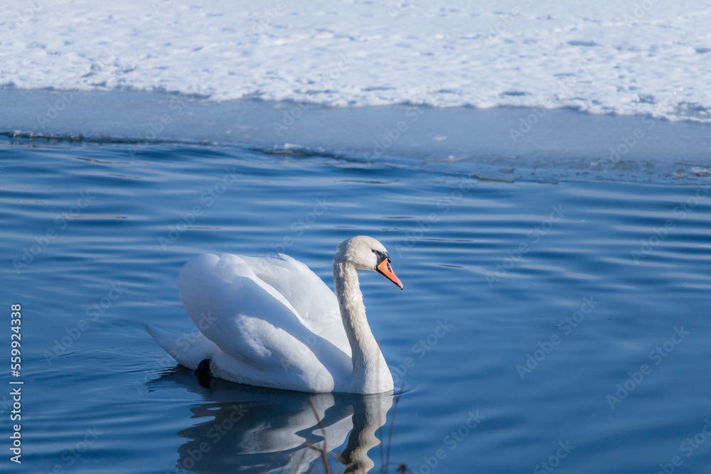 Close up mute swans near the lake during the winter in Denmark