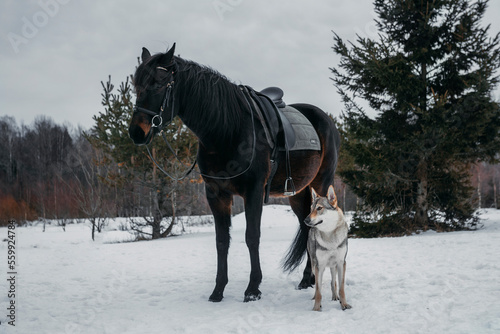 wolf and horse