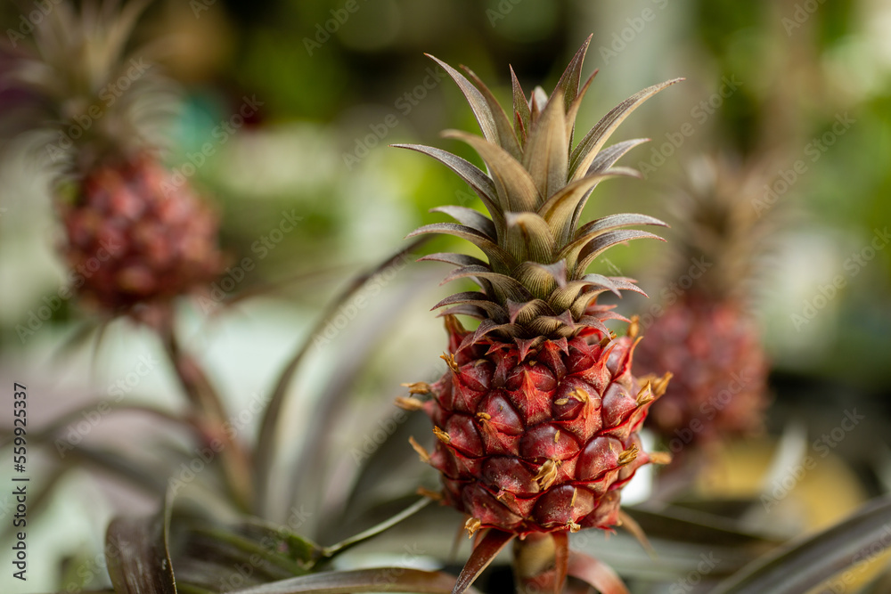 Decorative mini pineapple, selective focus Decorative mini pineapple, selective focus