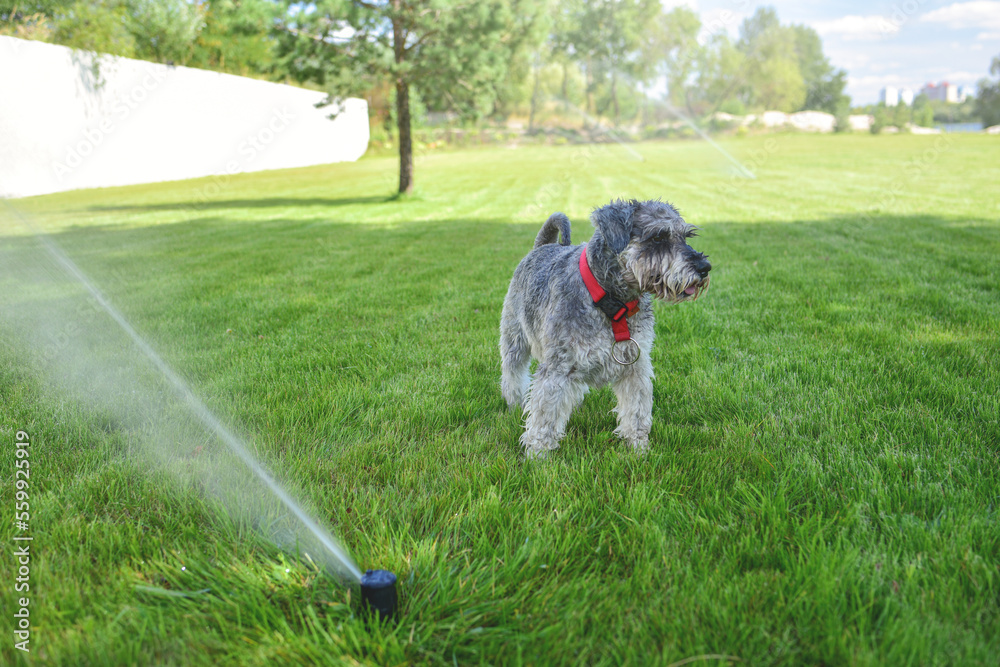 Dog on a summer lawn during irrigation, the dog is wet from playing with sprinkler.