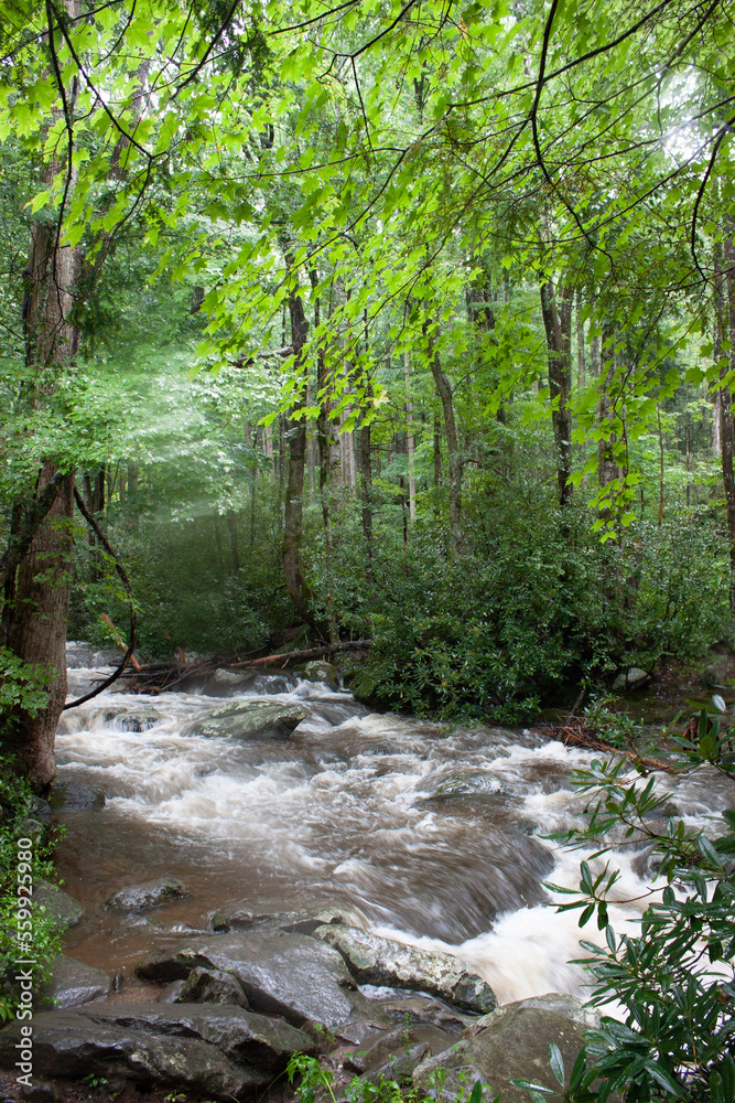 stream in the forest stream in the forest