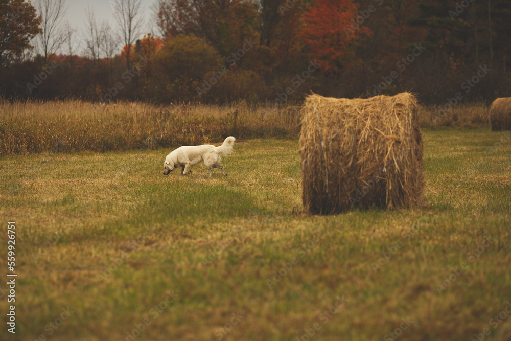 A maremma sheepdog on a farm in Ontario, Canada.