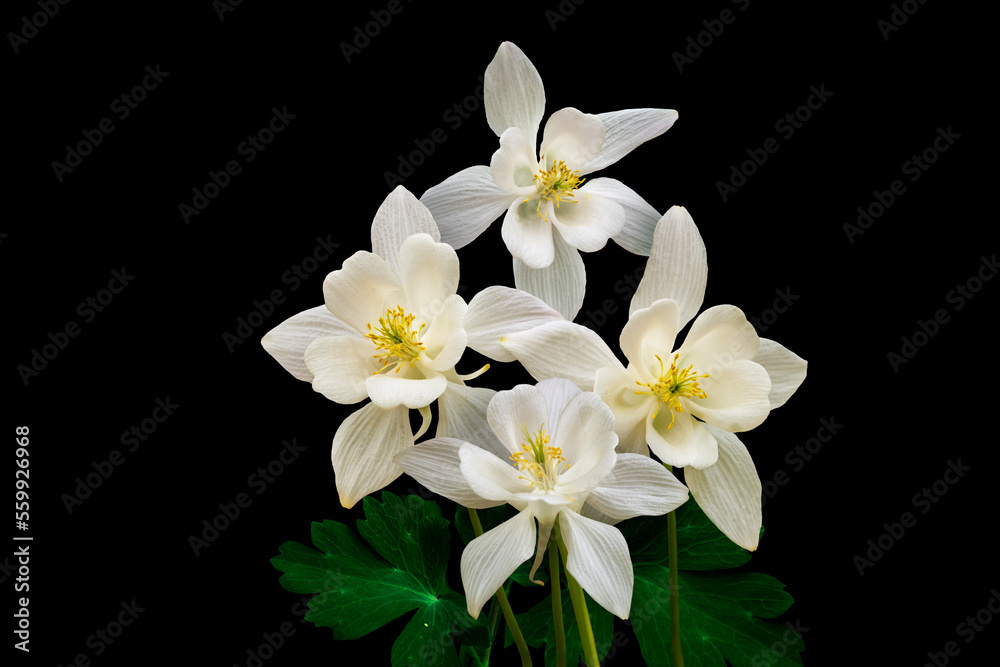 White columbine flowers isolated on black background. White columbine flowers isolated on black background.