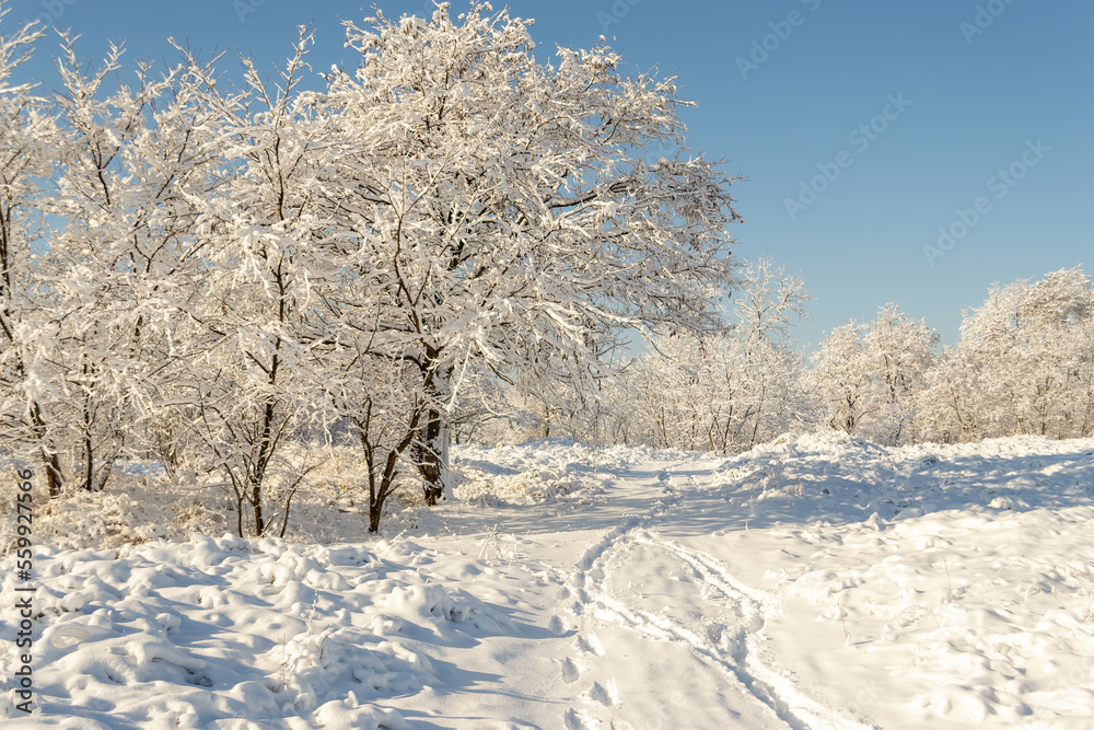 Winter landscape