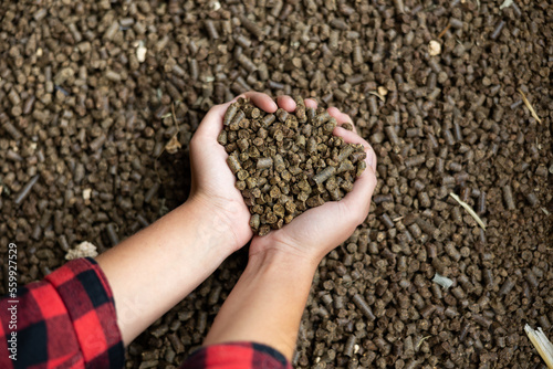 Female farmer hands folded in shape of heart holding handful of calf pellets, high quality organic granulated feed containing cereals, soybean meal and cottonseed meal. Cropped shot.. photo