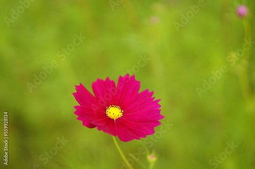 pink cosmos flower