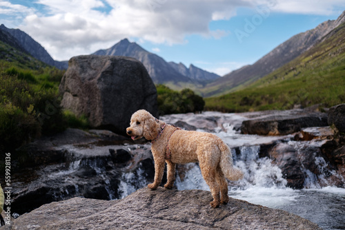 Cockapoo dog exploring some Glen Rosa on the Isle of Arran, Scotland