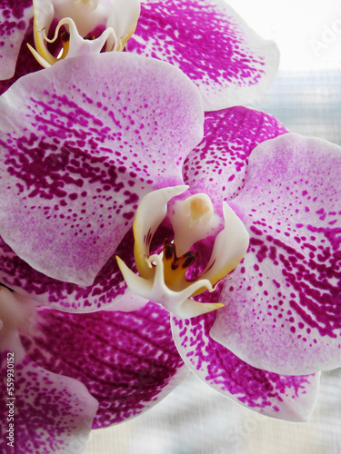 Beautiful purle-white orchid macro photo.