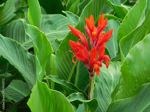 Red canna lily in foliage. photo
