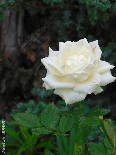 White rose close-up photo.