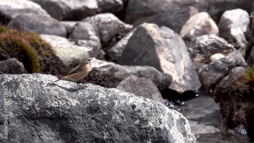 Stonechat bird stands and jump on rock next to river, Nepal
Slow motion shot from Nepal, 2023

 photo