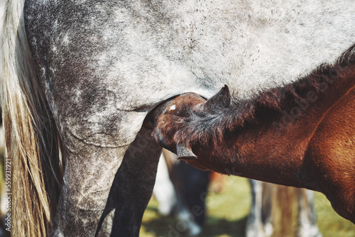 Bay foal drinking milk from his mother in summer. Cute brown foal drinks the milk of the grey mare