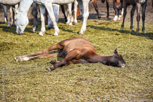 Close-up of a cute brown foal sleeping on the cut grass. Molting foal resting in the herd on a summer sunny day © Kateryna Puchka