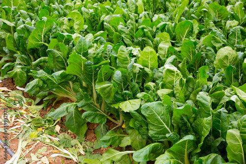 Closeup of fresh green Swiss chard growing on large plantation on spring day..