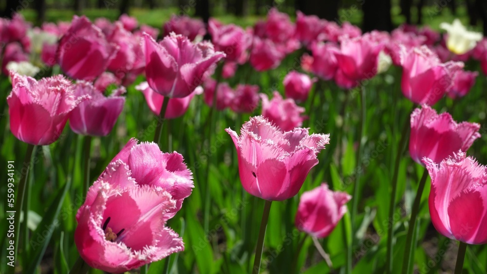 A flower bed of pink tulips grows in the park. Bulb flower bud close up. Blooming spring flower in the botanical garden. Multicolored plants on the lawn. Floriculture on the field A flower bed of pink tulips grows in the park. Bulb flower bud close up. Blooming spring flower in the botanical garden. Multicolored plants on the lawn. Floriculture on the field
