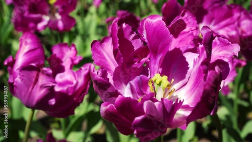 A flower bed of violet tulips grows in the park. Bulb flower bud close up. Blooming spring flower in the botanical garden. Multicolored plants on the lawn. Floriculture on the field
