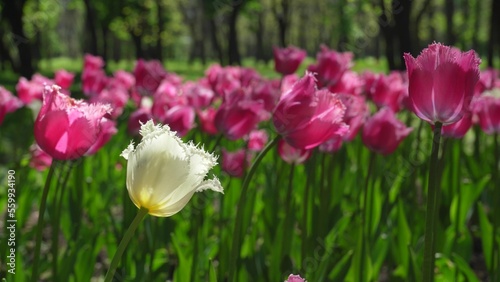 A flower bed of violet tulips grows in the park. Bulb flower bud close up. Blooming spring flower in the botanical garden. Multicolored plants on the lawn. Floriculture on the field