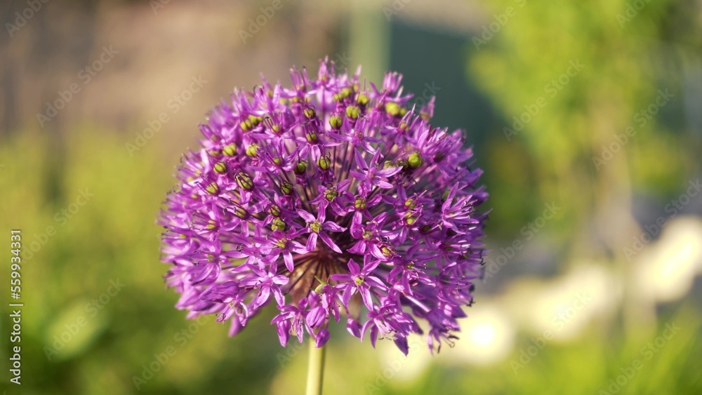 Purple ball on an arrow of decorative garlic. Seed bud. Spring flowering in the garden close-up on a blurred background Purple ball on an arrow of decorative garlic. Seed bud. Spring flowering in the garden close-up on a blurred background