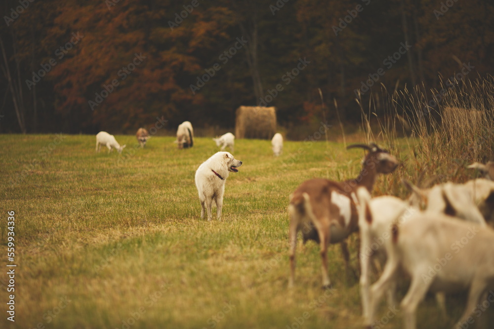 A maremma sheepdog on a farm in Ontario, Canada. A maremma sheepdog on a farm in Ontario, Canada.