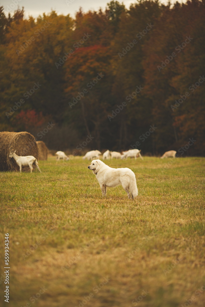 A maremma sheepdog on a farm in Ontario, Canada. A maremma sheepdog on a farm in Ontario, Canada.
