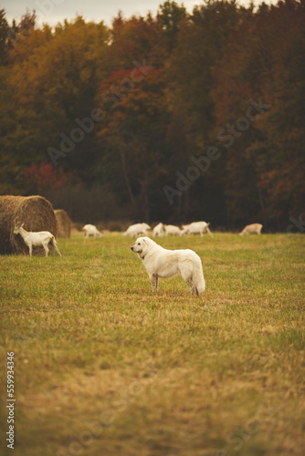 A maremma sheepdog on a farm in Ontario  Canada.