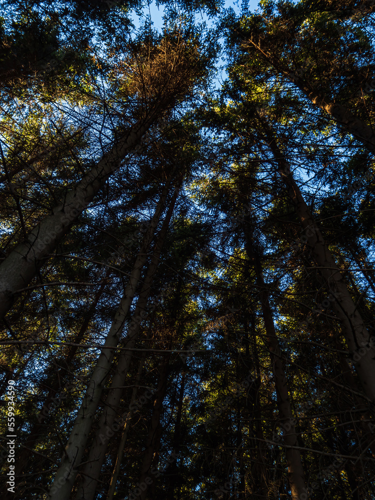 Fototapeta premium Pine forest canopy looking up
