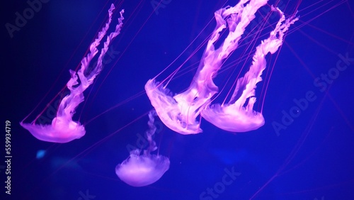 video collection. Sea and ocean jellyfish swim in the water close-up. Illumination and bioluminescence in different colors in the dark. Exotic and rare jellyfish in the aquarium photo