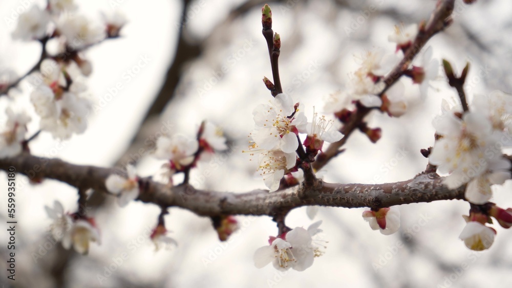 4K flowering apricot flowers on white background close-up. Details of flowering fruit tree. Naked branches without leaves in spring. Garden in march 4K flowering apricot flowers on white background close-up. Details of flowering fruit tree. Naked branches without leaves in spring. Garden in march