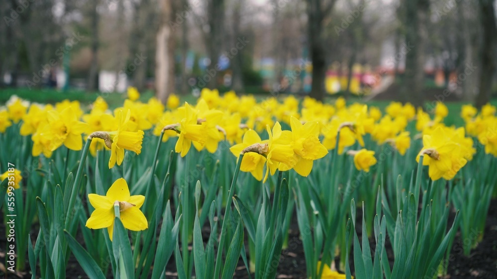 Obraz premium densely planted yellow daffodil flowers grow in a park against a blurred background. spring easter plants