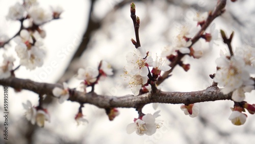 4K flowering apricot flowers on white background close-up. Details of flowering fruit tree. Naked branches without leaves in spring. Garden in march