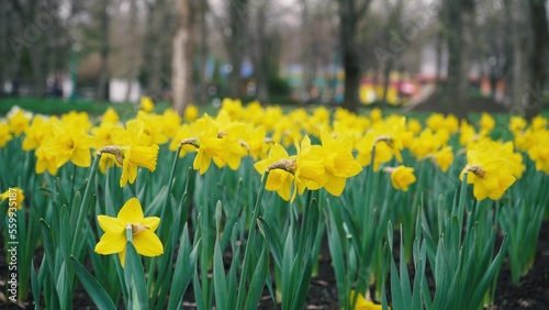 Fototapeta Naklejka Na Ścianę i Meble -  densely planted yellow daffodil flowers grow in a park against a blurred background. spring easter plants