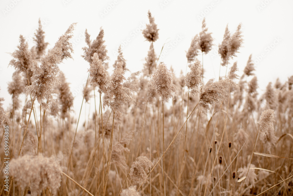 Fototapeta premium Field of Pampas Grass with Sky