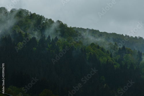 Rising fog over mountains forest